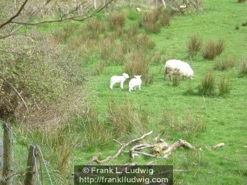 Sheep